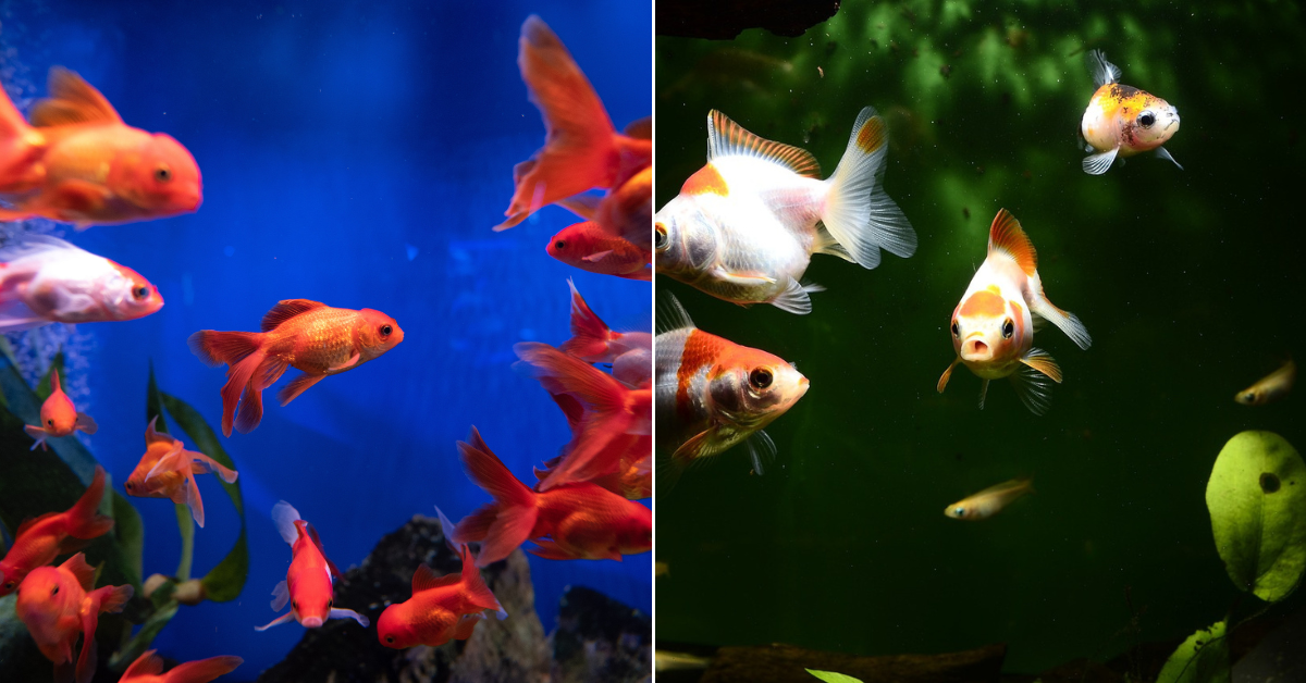 Do Goldfish Eat Other Fish? - YES! - Here's How To Prevent!